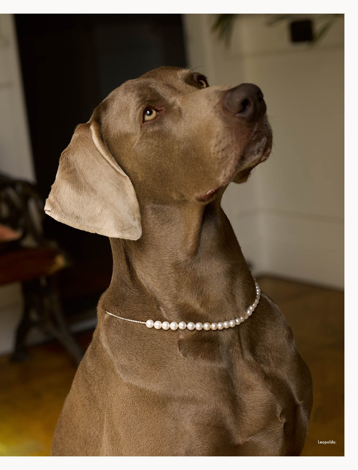 Dog Leopoldo wearing Peggy pearl necklace