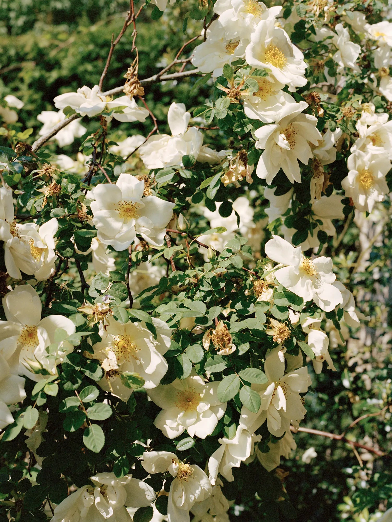 Picture of white flower bush